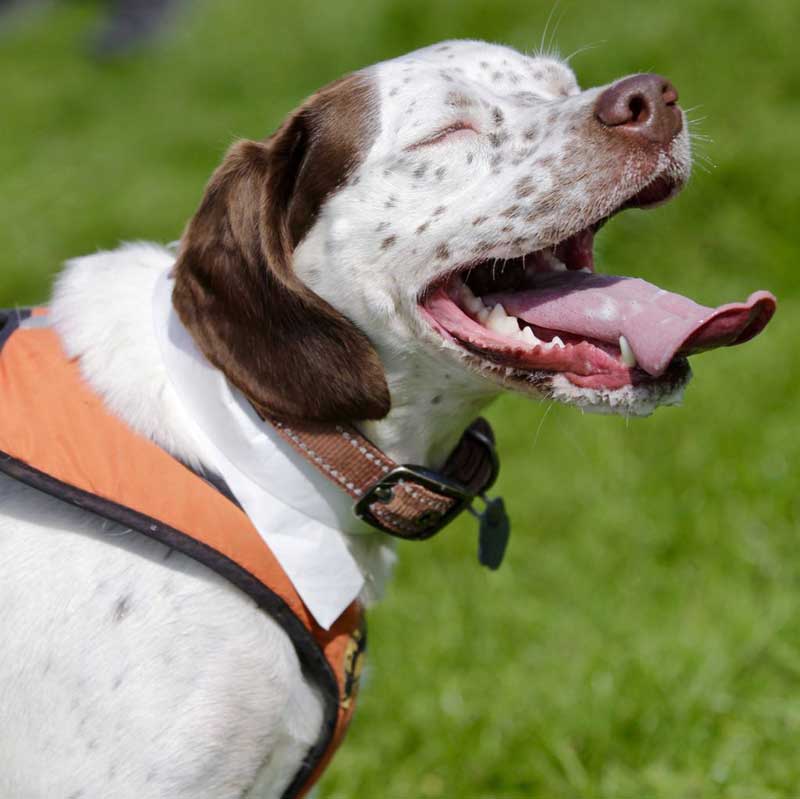 K9-smiling-dog